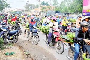 Chuối rừng xuống phố