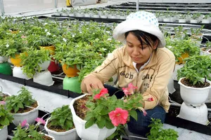 Sản xuất nông nghiệp là một trong những ngành được ưu tiên vay vốn    Ảnh: THÀNH TRÍ