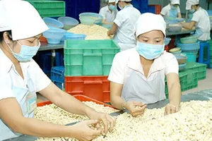 Gần 77% lượng điều mà Hà Lan nhập khẩu là từ Việt Nam