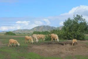 Cứu hộ đàn cừu Ninh Thuận