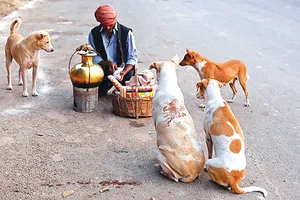 Chó hoang cắn chết nhiều trẻ em
