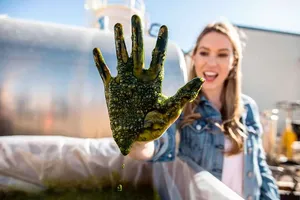 Tảo - thực phẩm của tương lai