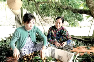 Sản phẩm đặc trưng nhãn Châu Thành, Đồng Tháp                                                             Ảnh: THANH HẢI