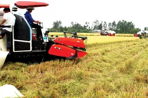 Thu hoạch lúa tại ĐBSCL