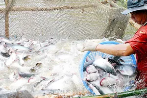 Nông dân ĐBSCL thu hoạch cá tra