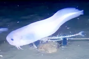 Phát hiện loài cá tan chảy khi rời khỏi biển sâu