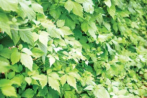 Giảo cổ lam - thảo dược thần kỳ giúp  đẩy lùi tiểu đường, mỡ máu, cao huyết áp