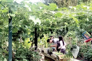 Vui như người Việt làm vườn	