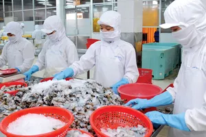 Chế biến tôm xuất khẩu sang thị trường Mỹ Latinh   Ảnh: THÀNH TRÍ 