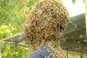 Kỷ lục cho 60.000 con ong bu kín mặt