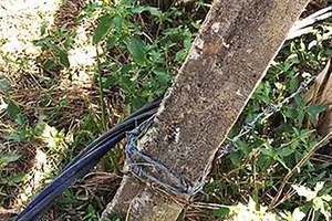 Vụ vợ chồng bị điện giật chết ở Bình Định:  Có thể khởi tố vụ án hình sự 