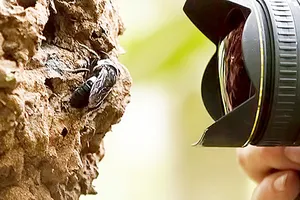 Phát hiện loài ong bị xem là tuyệt chủng