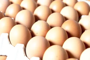 Australia thu hồi trứng nhiễm khuẩn salmonella