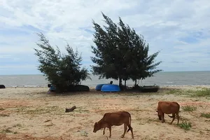 EVN muốn đổ 2.500.000m³  nạo vét cảng than ra biển Quảng Bình.