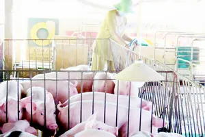 Nuôi heo theo tiêu chuẩn sạch, an toàn ở Long An. Ảnh: MAI HƯƠNG