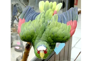 Phát hiện loài vẹt mới