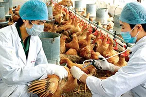 Cúm gia cầm lại đe dọa người dân