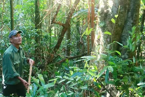 Ông Trần Văn Ba bám trụ giữ rừng Cà Nhông