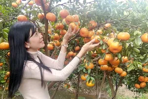 Du khách tham quan vườn quýt hồng dịp tết