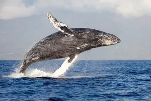 Ô nhiễm tiếng ồn làm tắt “tiếng hát đại dương”