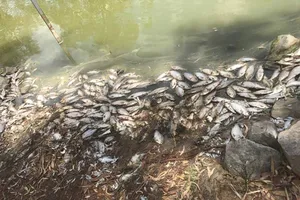 Australia bơm oxy để cứu cá