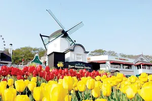 Lễ hội hoa tulip ở công viên Everland
