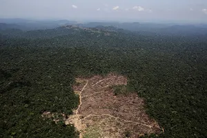 Báo động tình trạng phá rừng Amazon tại Brazil