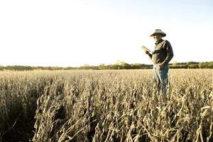 Nông dân Mỹ bị ảnh hưởng lớn bởi lệnh cấm Huawei. Ảnh: Asia Times