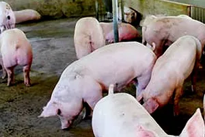 Đồng Nai: Huyện đầu tiên công bố hết bệnh dịch tả heo châu Phi