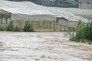 Nước từ thượng nguồn đổ về suối Cam Ly không thoát kịp gây ngập nhà kính ven suối. Ảnh: ĐOÀN KIÊN