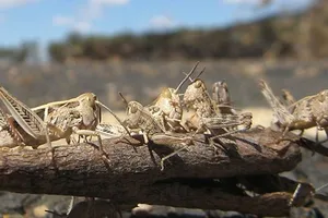 Châu chấu tàn phá nông nghiệp Tây Bắc Ấn Độ 