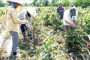 Hoa mai TPHCM xuất container đi Hà Nội