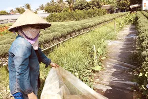 Người dân vùng Chợ Lách (Bến Tre) trữ nước để tưới hoa kiểng. Ảnh: TÍN HUY