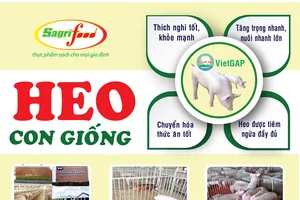 Chọn con giống tốt giảm thiểu rủi ro từ đơn vị lâu năm