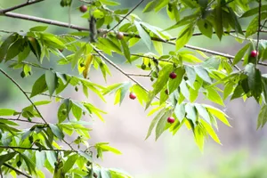 Níu một nhành trứng cá