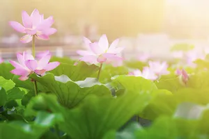 Bác Hồ - Người là niềm tin