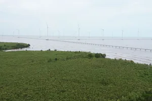 Rừng ngập mặn ven biển giúp hạn chế nước, rác thải xả trực tiếp ra biển tại xã Vĩnh Trạch Đông, TP Bạc Liêu. Ảnh: CAO THĂNG