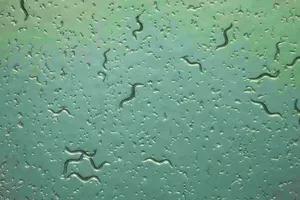 Dùng giun tròn phát hiện sớm ung thư tụy