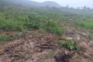 Kỷ luật hạt trưởng và kiểm lâm liên quan phá rừng ở Gia Lai