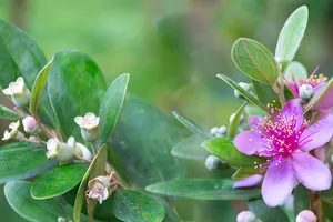 Đừng phai màu sim tím