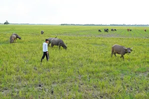 Nông dân vùng biên giới Vĩnh Hưng thuê đồng cỏ của người dân Campuchia để nuôi trâu