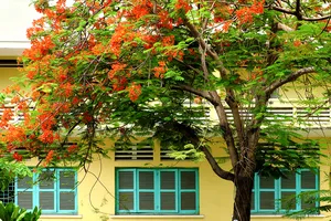 Thương về trường xưa