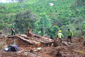 Lâm Đồng: Tháng 1-2023 xảy ra 18 vụ phá rừng 