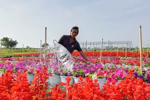 Mùa xuân trên thành phố hoa Sa Đéc