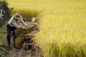 Nhật Bản xem xét sửa Luật Cơ bản về lương thực