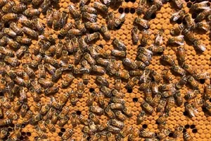 Bọ ve Varroa được phát hiện tại khu vực gần Kempsey ở bờ biển phía Bắc của bang NSW. Ảnh: Guardian 