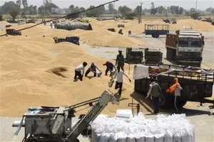 UAE tài trợ 500 triệu USD cho Ai Cập nhập khẩu lúa mì