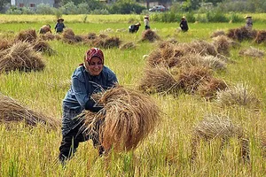 Thu hoạch lúa tại Ấn Độ