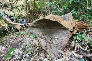 Bình Định xử lý dứt điểm vụ để mất rừng lòng hồ thủy lợi