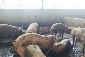 Trại heo gây ô nhiễm giữa TP Bảo Lộc (Lâm Đồng)